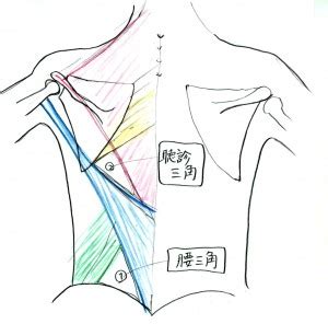 腰三角 構成|聴診三角と腰三角の位置・役割【背部の触診】